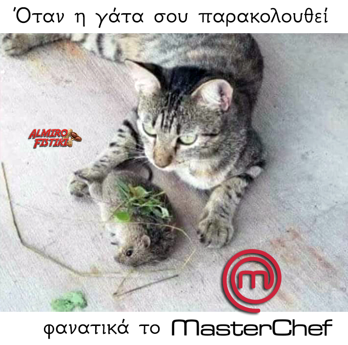 Η γάτα Master Chef
