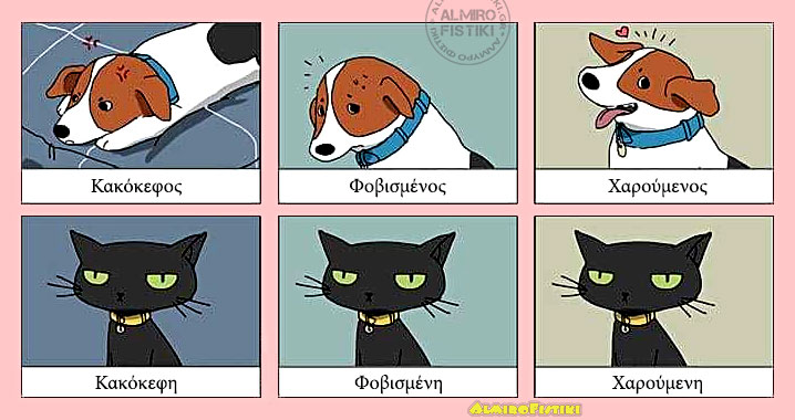 20210527 almirofistiki dog vs cat emotions - Σκύλος vs Γάτα