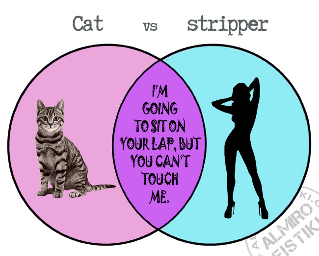 Cats vs strippers