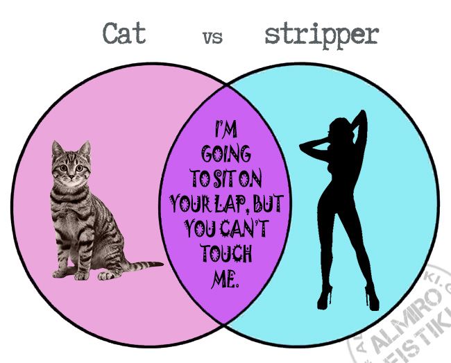 cats vs strippers - Captions in English 1