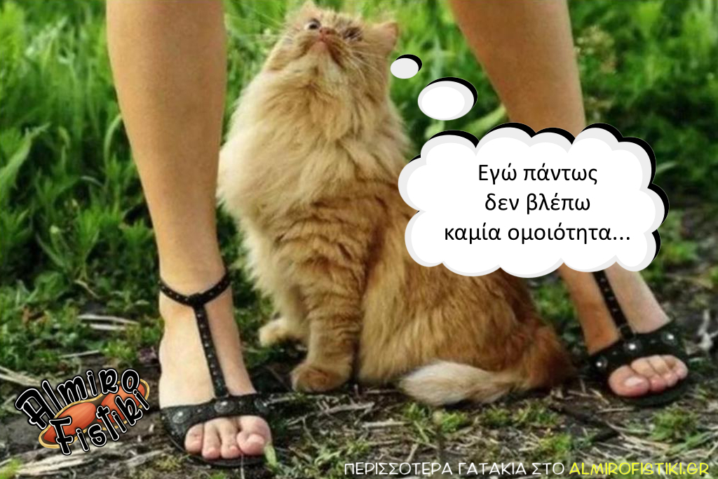 AlmiroFistiki MEMES kitty - Γατάκια