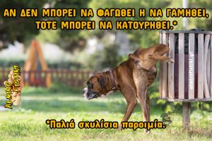 AlmiroFistiki MEME dog proverb