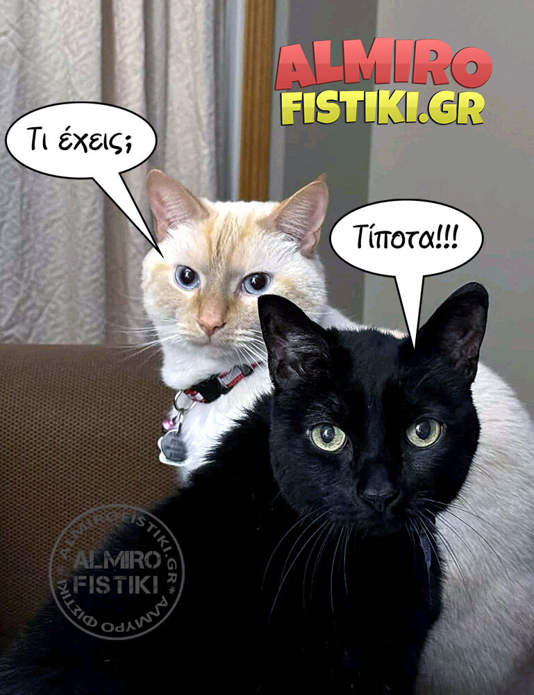 almirofistiki_cats-couple_%cf%84%ce%af%cf%80%ce%bf%cf%84%ce%b1-jpg