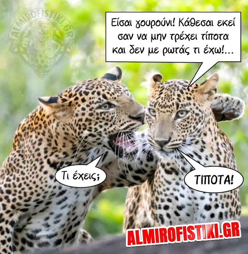AlmiroFistiki leopard nothing