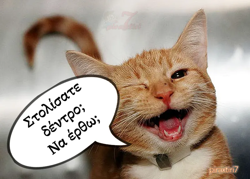 20251212 piraxtiri7 cat στολίσατε